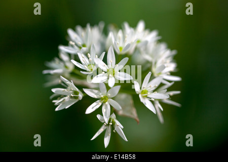 Bärlauch Stockfoto