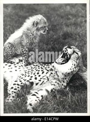 17. April 2012 - '' Sie haben zu tun!'': sogar Geparden wie dieser stolze Mutter Englands Whipsnade Zoo, haben ihre empfindlichen Stellen wie '' Juanita'' bald herausfindet. Ihr Kätzchen Spaziergänge über seine Mutter und in seinem Zustand ('' Illigeble'') vergisst selbst. Es gräbt seine ('' Illigeble'') ist eine starke mütterliche Warnung ("Illigeble" Stockfoto