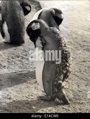 17. April 2012 - was ist Sportstadion, meine Federn? Loking ziemlich traurig und Folorn ist dieser Königspinguin in Whipsnade Zoo. Er ist undegoing ein Mauser und verlieren den Großteil seiner Federn. Der Vorgang dauert etwa zwei bis drei Wochen. Stockfoto