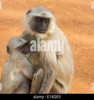 Languren Affen mit Mutter nahe beieinander, Bandhavgarh Tiger reserve, Indien, Asien Stockfoto