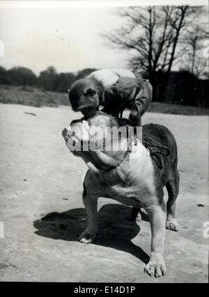 17. April 2012 - ein In der Auge für Rocky: Jenny, die Rhesus-Affen, liebt es, ihren Kumpel Rocky, auf der Heide zu nehmen. Dann fängt sie eine Zirkusnummer auf seinem Rücken reiten. Beide sind Haustiere von Herrn H. Rogers, von Hampstead, London. Stockfoto