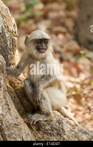 Languren Affen suchen Warnung, Bandhavgarh Tiger reserve, Indien, Asien Stockfoto