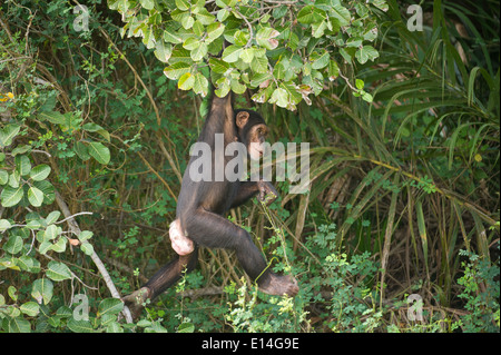 Schimpanse (Pan Troglodytes), Fluss Gambia National Park, Gambia Stockfoto