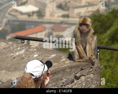 Frau unter Bild von Barbary Affe in Gibraltar Stockfoto