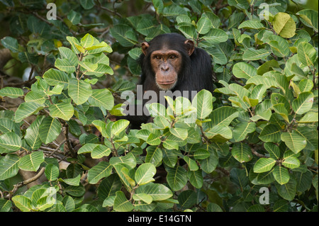 Schimpanse (Pan Troglodytes), Fluss Gambia National Park, Gambia Stockfoto