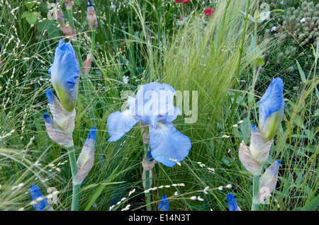 Iris' Jane Phillips' einen blauen bärtigen Iris Stockfoto