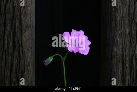 Rosa Geranie Blume auf dunklem Hintergrund mit alten Treibholz plank Stockfoto