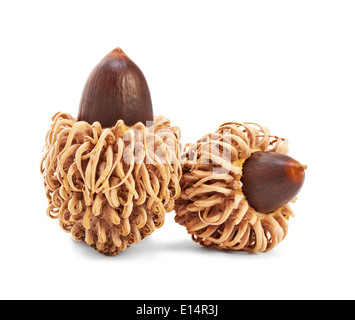 Eicheln auf einem weißen Hintergrund isoliert Stockfoto