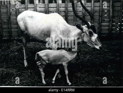 18. April 2012 - Addax zuerst in Japan geboren: A pretty - Suche Baby Addax Gumma Safaripark in Nordjapan geboren. Die Pflanzenfresser, bezeichnet als international geschützte Tiere, nun insgesamt zehn Tage Rute in dem Land mit dieser neu - Ankömmling. Bei der Geburt war, war die Kreatur recht klein, nur 500 g wiegen und Messen 35 cm., die es jedoch bis zu wachsen, ein gehörnter Whopper 2 Meter in der Länge und 130 kg schwer werden. Mendesantilope herumlaufen hauptsächlich afrikanischen Wüsten im wilden Zustand Stockfoto