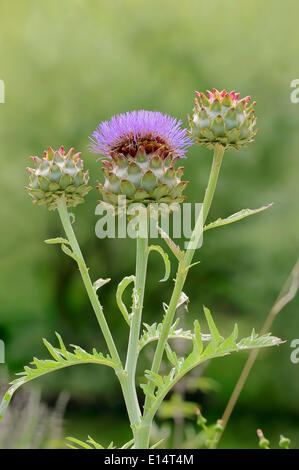 Artischocke (Cynara Scolymus, Cynara Cardunculus), Blütenstand, Deutschland Stockfoto