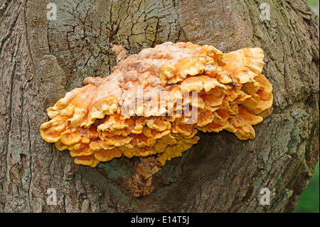 Polypore Schwefel oder Schwefel Regal (Laetiporus Sulphureus), Gelderland, Niederlande Stockfoto