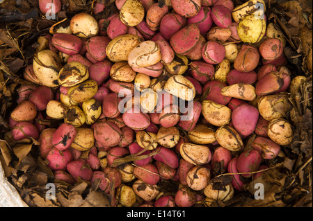 Kolanüsse für Verkauf auf dem Markt, Gambia Stockfoto