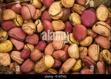 Kolanüsse für Verkauf auf dem Markt, Gambia Stockfoto