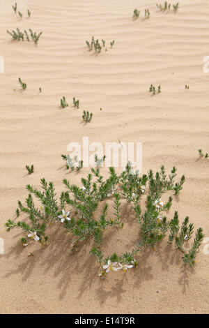 Syrischen Rue (Peganum Harmala) in den Sanddünen der Wüste Gobi, Khongoryn Els, Gobi-Gurvansaikhan-Nationalpark, South Gobi Stockfoto