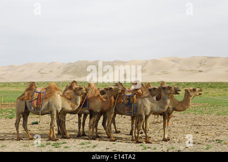 Herde von Bactrian Kamele (Camelus Ferus) mit mongolischen Sättel vor den Sanddünen von Khongoryn Els Stockfoto