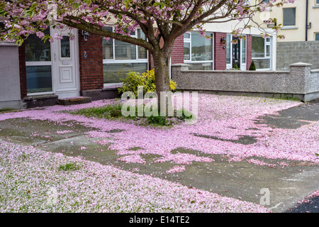 Rosa Kirschblüten Teppich einen Garten eines Hauses nach einem windigen Tag Stockfoto