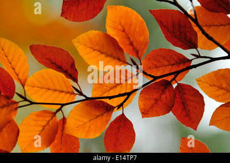 Buche (Fagus SP.) Blätter im Herbst, Frankreich Stockfoto