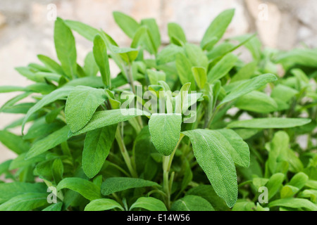 Bett von Salbei im Garten im Frühjahr Stockfoto