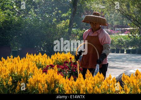 Frau trägt einen Strohhut Bewässerung Blumen, Monastery Po Lin, Lantau Island, Hong Kong, China Stockfoto