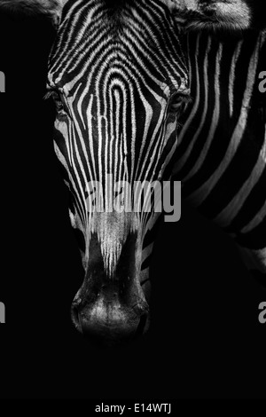 Zebra-Porträt in schwarz / weiß Stockfoto