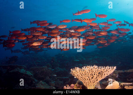 Schule des Lunar-tailed Großaugenthun oder Moontail Bullseye (Priacanthus Hamrur) in einem Korallenriff, Pazifik, Palau Stockfoto