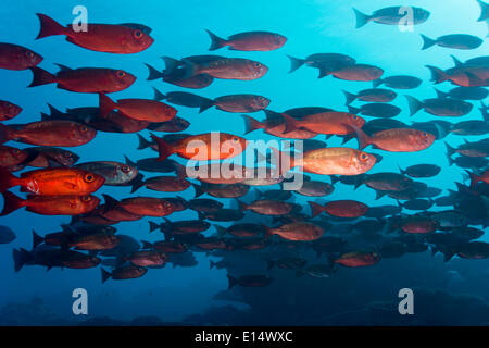 Schule des Lunar-tailed Großaugenthun oder Moontail Bullseye (Priacanthus Hamrur) in einem Korallenriff, Pazifik, Palau Stockfoto