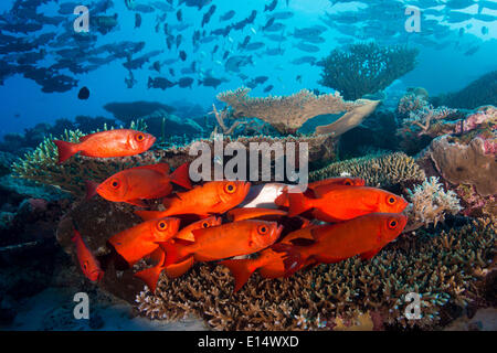 Schule des Lunar-tailed Großaugenthun oder Moontail Bullseye (Priacanthus Hamrur) in einem Korallenriff, Pazifik, Palau Stockfoto