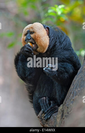 White-faced Saki (Pithecia Pithecia) Fütterung auf einen Apfel, Gefangenschaft, Tropenhaus, Zoo, Nürnberg, Bayern, Deutschland Stockfoto