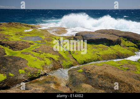 Surfen Sie auf Lavafelsen bedeckt in Grünalgen, Playa Paraiso, Adeje, Teneriffa, Kanarische Inseln, Spanien Stockfoto