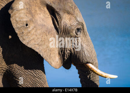 Afrikanischer Elefant oder afrikanischer Bush Elefant (Loxodonta Africana), Addo Elephant National Park, Eastern Cape, Südafrika Stockfoto