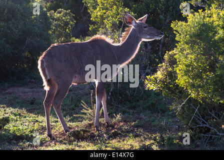 Große Kudu (Tragelaphus Strepsiceros), weibliche, Addo Elephant National Park, Eastern Cape, Südafrika Stockfoto