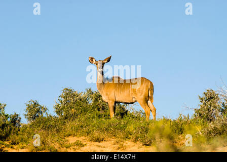 Große Kudu (Tragelaphus Strepsiceros), weibliche, Addo Elephant National Park, Eastern Cape, Südafrika Stockfoto