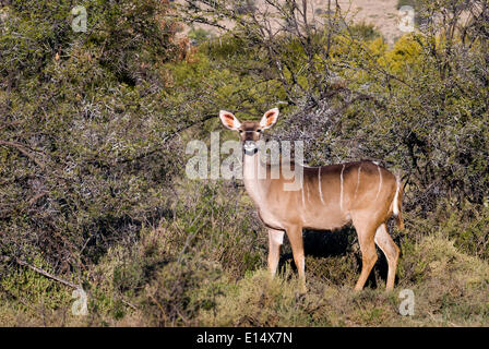 Große Kudu (Tragelaphus Strepsiceros), weibliche, Addo Elephant National Park, Eastern Cape, Südafrika Stockfoto