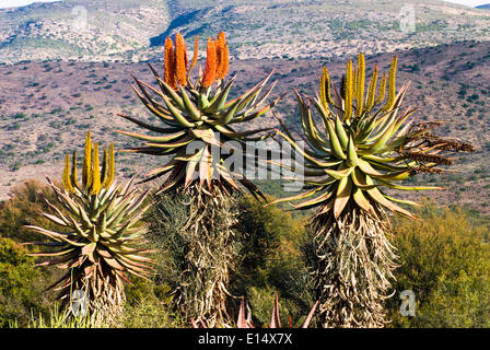 Kap-Aloe (Aloe Ferox), blühend, Baviaanskloof Nature Reserve, Eastern Cape, Südafrika Stockfoto