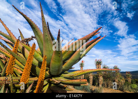 Kap-Aloe (Aloe Ferox), blühend, Baviaanskloof Nature Reserve, Eastern Cape, Südafrika Stockfoto