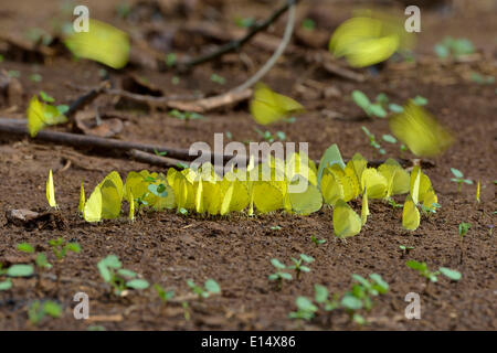 Gemeinsamen Rasen gelb (Eurema Hecabe), Lobéké-Nationalpark, East Region, Kamerun Stockfoto