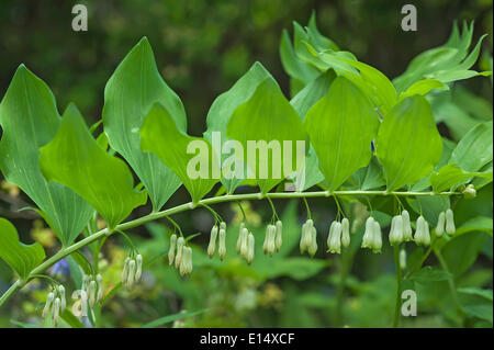 Salomonssiegel (Polygonatum Odoratum), Bayern, Deutschland Stockfoto