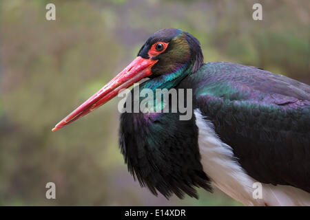 Schwarzstorch (Ciconia Nigra), Gefangenschaft, tierischen Gehäuse, Nationalpark Bayerischer Wald, Bayern, Deutschland Stockfoto