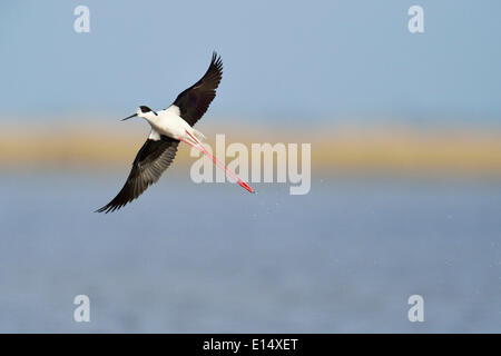 Stelzenläufer (Himantopus Himantopus), im Flug, Burgenland, Österreich Stockfoto