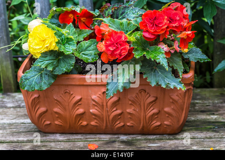 Ein Terrakotta-Übertopf gefüllt mit bunten "Nonstop" Begonien auf einem Holzdeck. Stockfoto