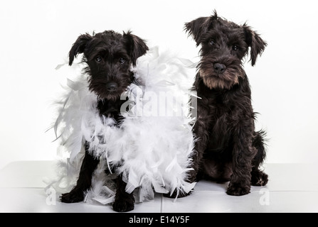 Zwei schwarze Zwergschnauzer Welpen. Stockfoto