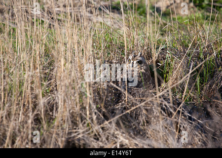 Villafáfila Lagunen befindet sich im Nordwesten von Zamora Provinz. Tierra de Campos. Castilla y Leon. Spanien. Europa Stockfoto