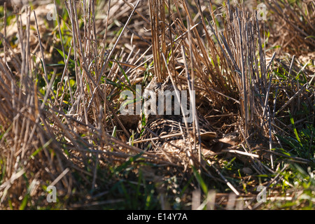 Villafáfila Lagunen befindet sich im Nordwesten von Zamora Provinz. Tierra de Campos. Castilla y Leon. Spanien. Europa Stockfoto