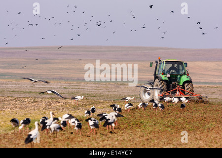 Villafáfila Lagunen befindet sich im Nordwesten von Zamora Provinz. Tierra de Campos. Castilla y Leon. Spanien. Europa Stockfoto