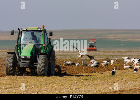 Villafáfila Lagunen befindet sich im Nordwesten von Zamora Provinz. Tierra de Campos. Castilla y Leon. Spanien. Europa Stockfoto