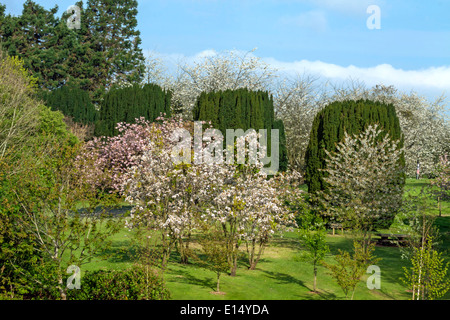 Frühling in Stormont Park, umgeben von Stormont, das Parlamentsgebäude in Belfast, Grafschaft Antrim, Nordirland, Vereinigtes Königreich. Stockfoto