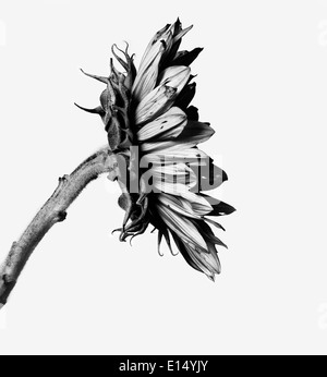 Sonnenblume in schwarz / weiß Stockfoto