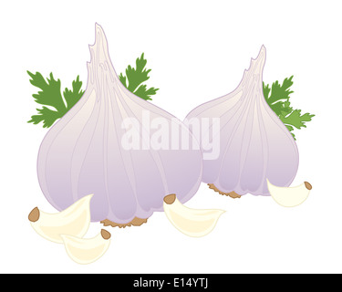 eine Illustration von frischem Knoblauch Zwiebeln Koriander Blätter und Nelken isoliert auf weißem Hintergrund Stockfoto