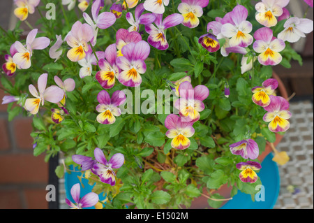 drei Farbe Stiefmütterchen auf einem Balkon Stockfoto