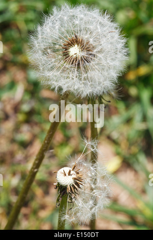 zwei Samenköpfe von Taraxacum Blowballs auf Rasen hautnah auf Rasen Stockfoto